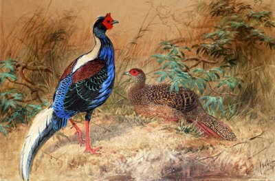 Fagiano di Swinhoe (Euplocamus swinhoii), 1852-54 da Joseph Wolf